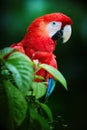 Vertical portrait of red Ara parrot, Scarlet Macaw, staring at camera against dark green background. Royalty Free Stock Photo