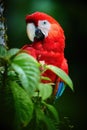 Vertical portrait of red Ara parrot, Scarlet Macaw, staring at camera against dark green background. Wild animal, Costa Rica, Royalty Free Stock Photo