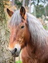 Vertical portrait of red horse face, silver mane