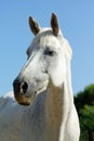 Portrait of a relaxed grey horse in the sun, with eyes closed Royalty Free Stock Photo