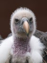 Vertical Portrait of Ruppell's griffon vulture Royalty Free Stock Photo