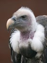 Vertical Portrait of Ruppell's griffon vulture Royalty Free Stock Photo