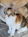 Vertical portrait shot of a cute, gray, tabby kitten sitting on a white surface, looking up Royalty Free Stock Photo