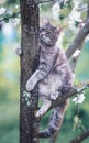 Vertical portrait of a striped funny cat sitting on a tree of a blooming Apple tree in a warm may garden