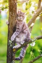 Vertical portrait of a striped funny cat sitting on a tree of a blooming Apple tree in a warm may garden