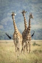 Vertical portrait of three giraffe walking towards camera in the afternoon in Masai Mara Kenya Royalty Free Stock Photo