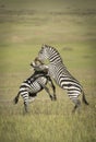 Vertical portrait of two adult zebra fighting in Masai Mara plains in Kenya Royalty Free Stock Photo