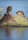 Vertical portrait of two hippos fighting in Kruger Park in South Africa Royalty Free Stock Photo