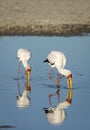 Vertical portrait of two yellow billed storks looking for food in Moremi in Okavango Delta in Botswana Royalty Free Stock Photo