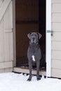 Vertical portrait of very tall and muscular male blue great Dane with uncropped ears and white chest markings Royalty Free Stock Photo
