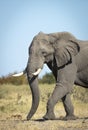 Vertical portrait of a walking elephant in the plains of Savuti in Botswana