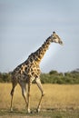 Adult male giraffe covered in ox peckers walking in late afternoon in Savuti in Botswana Royalty Free Stock Photo