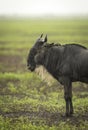 Vertical portrait of a wildebeest standing still in the rain in Ngorongoro Crater in Tanzania Royalty Free Stock Photo