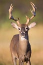 Vertical portrait of whitetail buck Royalty Free Stock Photo