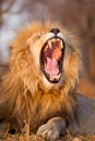 Vertical portrait of yawning male lion in Kruger Park South Africa Royalty Free Stock Photo