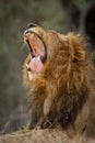 Vertical Portrait Of A Yawning Male Lion Showing Teeth And Tongue In Kruger Park South Africa