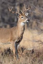 Vertical portrait of young buck Royalty Free Stock Photo
