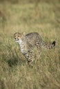Vertical portrait of a young cheetah running in Masai Mara in Kenya Royalty Free Stock Photo