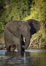 Vertical portrait of a young elephant bull with broken tusk standing in water in Chobe River in Botswana Royalty Free Stock Photo