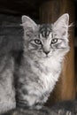 Vertical portrait of young gray cat kitty. Photo of kitten in winter time. Cute and sweet cat kitty posing and looking to came Royalty Free Stock Photo