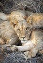 Vertical portrait of a young lion cub`s face in Samburu in Kenya Royalty Free Stock Photo