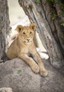 Vertical portrait of a young lion cub sitting on a termite mound under a dead tree in Masai Mara in Kenya Royalty Free Stock Photo