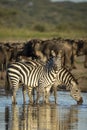 Vertical portrait of zebra herd standing in the shallows of a river in Ndutu Ngorongoro Tanzania Royalty Free Stock Photo