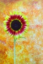 Vertical close up of mars sunflower against grunge background