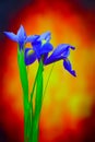 Elegant blue iris flowers on dark abstract background Royalty Free Stock Photo