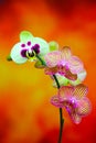 Vertical presentation of a small branch of golden pink and pale green phalaenopsis orchids on abstract background Royalty Free Stock Photo