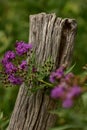 Vertical of purple ironweed on a tree bark.