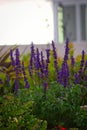 Vertical of purple mealy sage flowering plants, Salvia farinacea in a garden Royalty Free Stock Photo