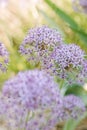 Vertical of purple star of persia flower plants in the field.