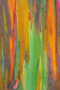 Vertical rainbow eucalyptus tree bark Royalty Free Stock Photo