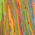 Vertical rainbow eucalyptus tree bark Royalty Free Stock Photo