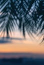 Vertical ratio. Blurry and unfocused background. Silhouette of palm leaves on sunset beach background. copy space, travel, summer