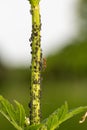 Vertical of a red ant with black aphids on a green plant. Royalty Free Stock Photo