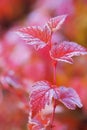 Vertical red branch with frosted leaves of Physocarpus Royalty Free Stock Photo