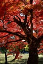 Vertical of a red Japanese maple tree, Acer palmatum in a park Royalty Free Stock Photo