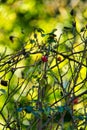 Vertical of a red rosebud ready to open in a messy field