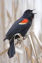 Vertical Red Winged Blackbird, Agelaius phoeniceus, displaying m Royalty Free Stock Photo