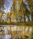 A vertical reflection of pine tree from waterlog in a nordic country