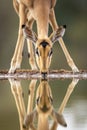 Vertical reflection in water of adult female impala drinking in Kruger Park in South Africa