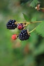 Vertical Ripe Blackberries on Vine