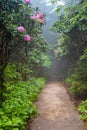 Vertical Roan Mountain Garden Trail North Carolina Royalty Free Stock Photo