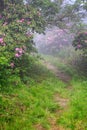 Vertical Roan Mountain Rhododendron Trail Fog Royalty Free Stock Photo