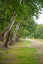 Vertical of a row of green trees growing along a road Royalty Free Stock Photo