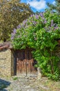 Vertical rural scene of a common lilac plant growing by an old wooden gate Royalty Free Stock Photo