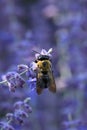 Vertical of Russian Sage plant with Common Eastern Bumble Bee, Bombus impatiens Royalty Free Stock Photo