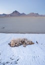 Vertical Sage Brush Frozen Ground Salt Flats Utah Desert Royalty Free Stock Photo